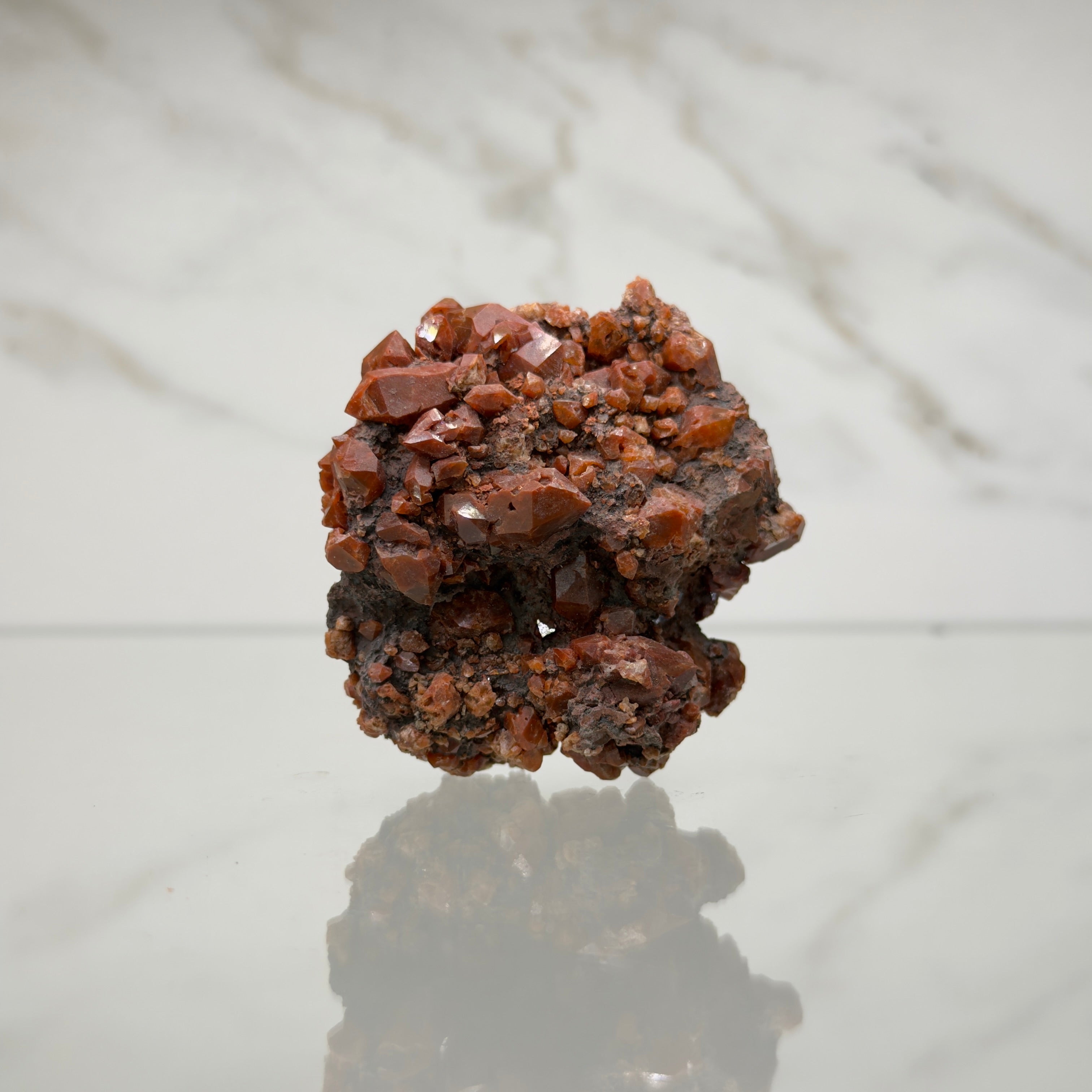 Jacintos de compostela