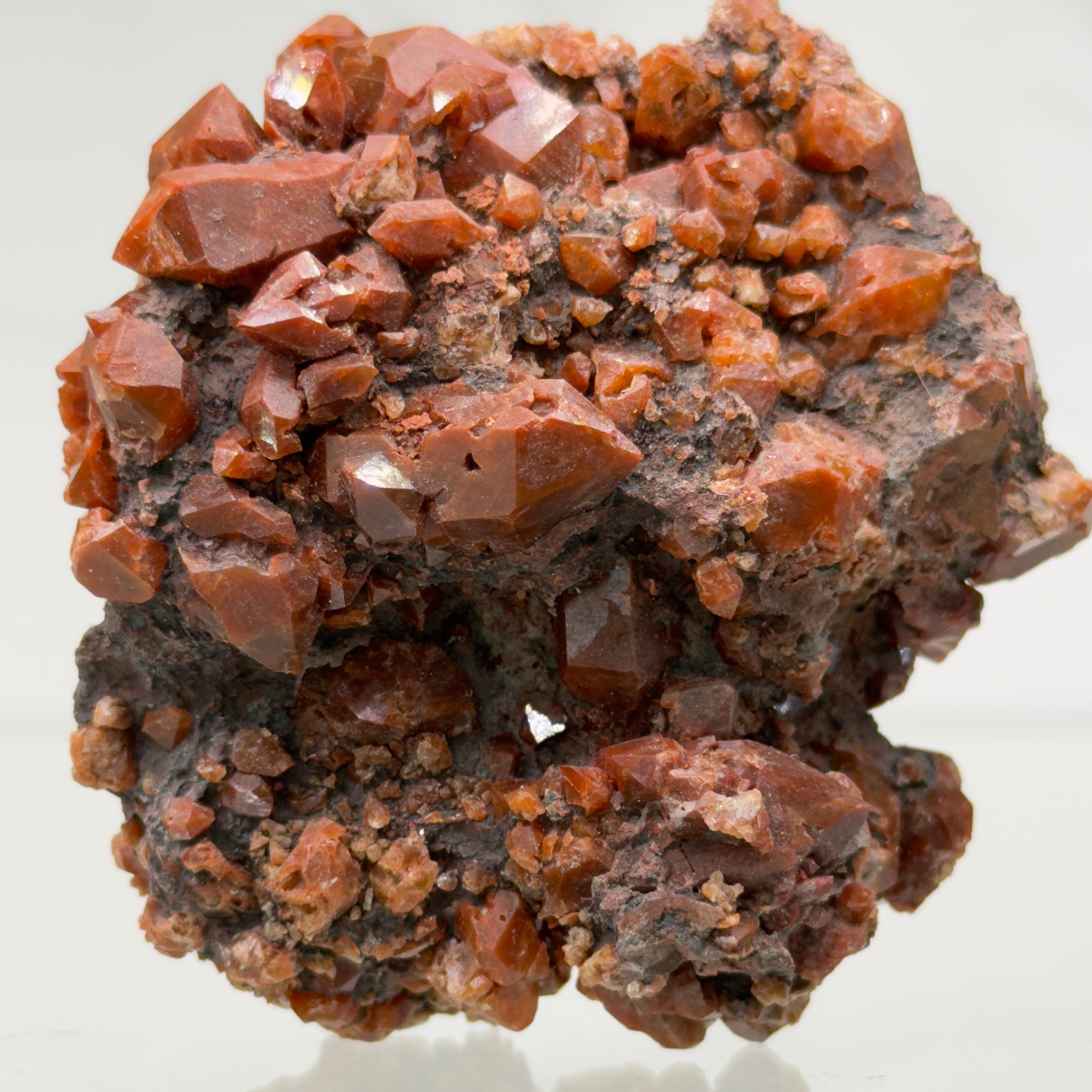 Jacintos de compostela