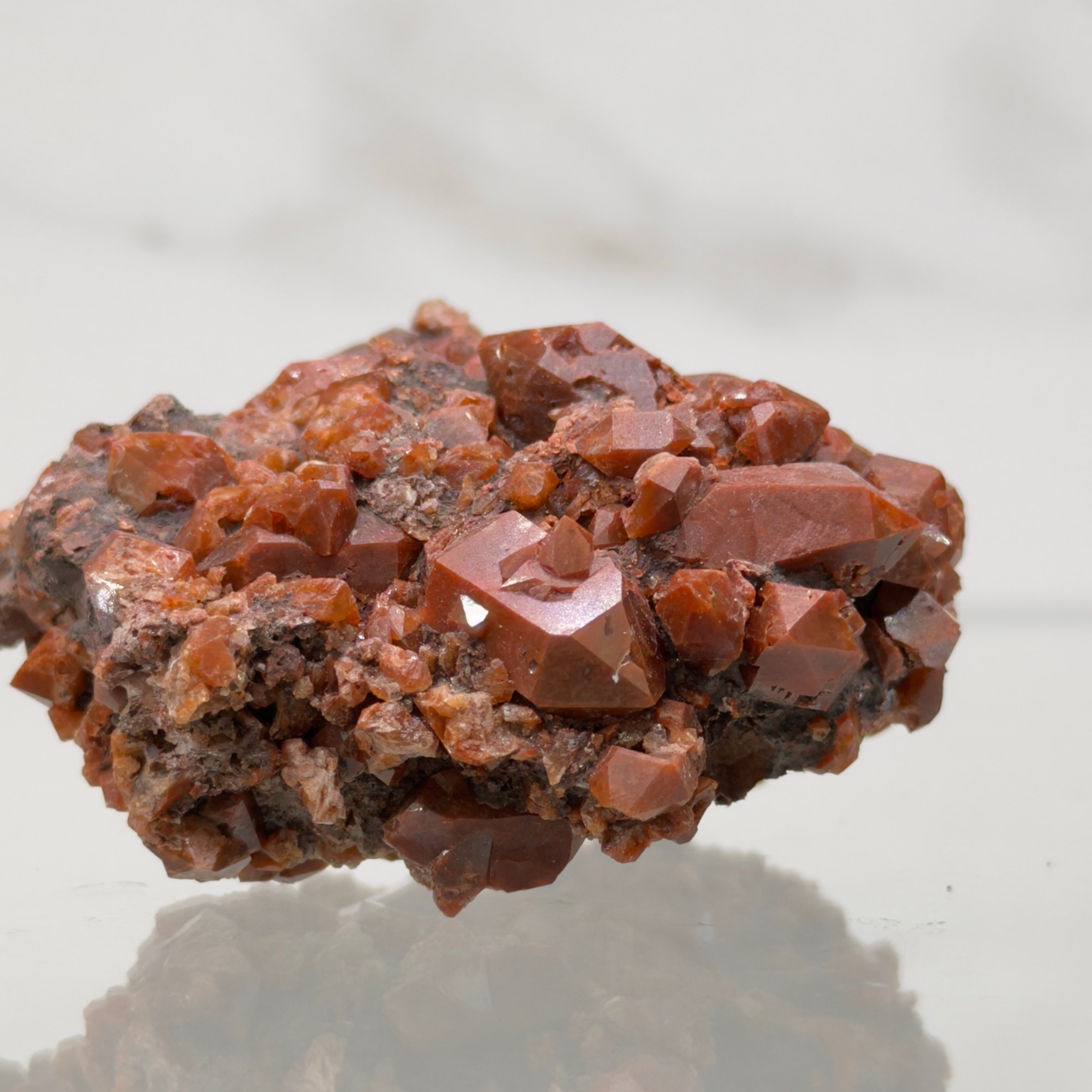 Jacintos de compostela